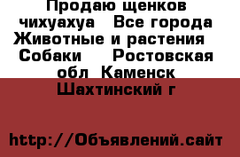 Продаю щенков чихуахуа - Все города Животные и растения » Собаки   . Ростовская обл.,Каменск-Шахтинский г.